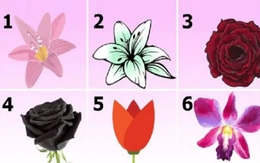 Quiz: Bạn cuốn hút, sáng tạo hay giàu nghị lực?