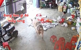 Cô gái chạy té khói khi thấy 'Trư Bát Giới' xổng chuồng