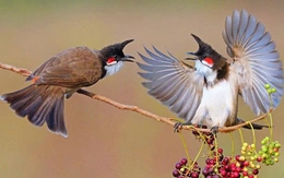 Ý kiến trái chiều quanh hội thi chim chào mào có thưởng: Ban tổ chức lên tiếng