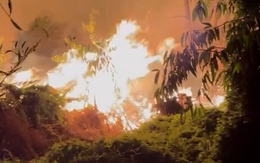 Cháy gần 5ha rừng tràm ở An Giang, nghi do đốt rơm rạ gây cháy lan