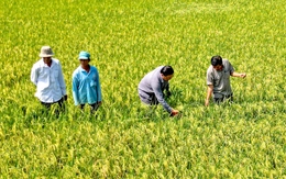 Đẩy mạnh liên kết để nâng giá trị hạt gạo Cà Mau