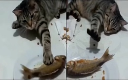 Con mèo lươn lẹo nhất quả đất