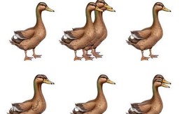 Thử tài tinh mắt: Có bao nhiêu con vịt trong hình?