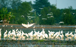 Biến chim trời thành thứ trên bàn ăn, các nền tảng số không vô can