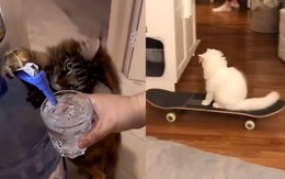 Những chú mèo thông minh