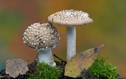 Nấm có thể tác động đến mưa và thời tiết