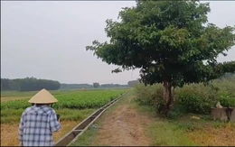 Mưa dông, một nông dân đi làm ruộng bị sét đánh tử vong