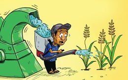 Bác nông dân khóc ròng vì 'lúa chín chẳng chịu cúi đầu'