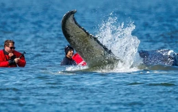 Đức nỗ lực giải cứu cá voi nặng 12 tấn mắc kẹt 1 tháng trên bãi cát