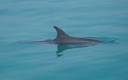 Cá heo bơi vào sát bờ biển, người dân Lý Sơn thích thú