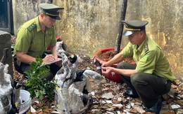 Muội hồng là cây gì mà bỗng gây 'sốt’, cơ quan chức năng phải vào cuộc?