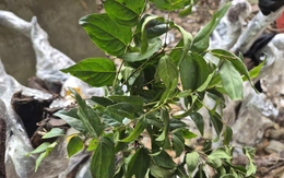 Cây muội hồng bị thổi giá, Cục Lâm nghiệp và Kiểm lâm chỉ đạo ngăn chặn mua bán trái phép