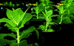 Trung Quốc tạo ra cây có thể thắp sáng thành phố