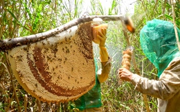 Cà Mau phê duyệt phát triển du lịch sinh thái U Minh Hạ hơn 1.300ha