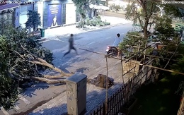 Thanh niên ăn trộm làm bật gốc cây xoài