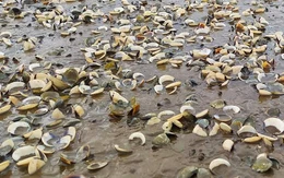 Vì sao hàng trăm tấn ngao bất ngờ chết trắng bãi nuôi