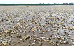 Vì sao hàng trăm tấn ngao bất ngờ chết trắng bãi nuôi