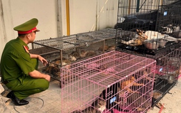 Bắt nhóm trộm hơn 300 con mèo, tiêu thụ qua cơ sở thu mua ở Hà Nội