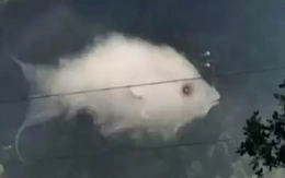 Quiz: Bạn là người mạnh mẽ nhưng cũng rất nhạy cảm?