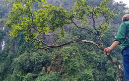 Muội hồng và những cơn sốt lặp lại