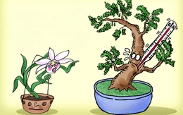 Loại cây rừng định lặp lại 'kỳ tích' lan đột biến