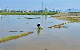 Đề nghị hỗ trợ người dân có đất lúa bị nhiễm mặn