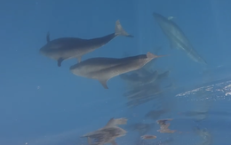 Khoảnh khắc kỳ diệu bắt gặp gần 100 con cá voi bơi qua vùng biển Phú Quý