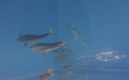 Khoảnh khắc kỳ diệu bắt gặp gần 100 con cá voi bơi qua vùng biển Phú Quý