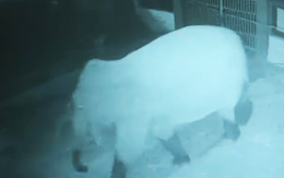 Voi rừng phá rào đi vào khu bán trú, nhà trường báo động học sinh ở yên trong phòng