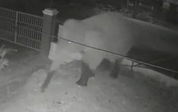 Voi rừng phá rào thép, 'đột nhập' trường học ở Sơn La