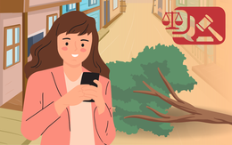 Cây người này trồng, trái nằm ở phía nhà kia, ai được hưởng hoa lợi?