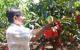 Ruồi đục trái là con gì mà khiến nhà vườn miền Tây đau đầu
