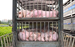 Tài xế chở thuê 100 con heo nhiễm dịch tả châu Phi vào phía Nam tiêu thụ