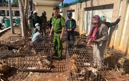 Khởi tố nhóm người trộm chó ở Đắk Lắk