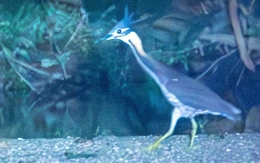Loài chim cực hiếm 'mất tích' hơn thập kỷ bất ngờ tái xuất ở Ba Bể