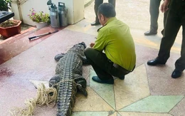 Cá sấu nặng 50kg lạc vào kênh tưới tiêu nội đồng