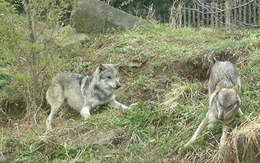 "Nghi phạm' đào thoát khiến hơn 150 cảnh sát và lính cứu hỏa Hàn Quốc vất vả