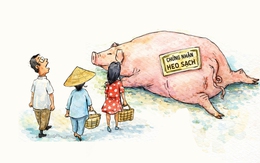 300 tấn heo bẩn vào trường học: Tay có sạch mới chứng nhận được heo sạch