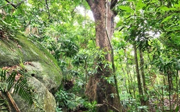 Xanh mát rừng Bắc Hải Vân