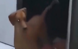 Chú chó ngơ ngác khi thấy ông chủ chịu đòn thay mình