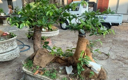 Hạt Kiểm lâm Côn Đảo lý giải việc xử phạt hành chính, tịch thu 42 gốc mai vàng