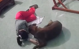 Chú chó cưng phản ứng cực đáng yêu khi thấy cô chủ xỉu