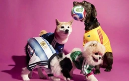 Thú cưng cũng ‘lên đồ’ mùa World Cup năm nay