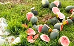 Ruộng dưa hấu sắp thu hoạch của người dân ở Nghệ An bị chặt phá