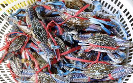 Ghẹ đã thông đường sang Mỹ, Việt Nam tập trung tiếp cho cá ngừ