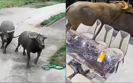 Hai con trâu chạy xồng xộc vào nhà dân xin ngụm nước uống đỡ khát