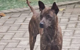 Con chó chỉ hiền với chủ, làm gì có chuyện 'chó tôi hiền lắm'