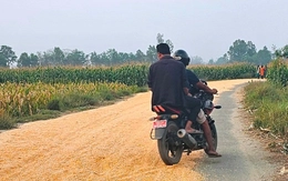 Phơi lúa trên đường gây ra hàng loạt tai nạn: Nhiều người thiệt mạng, bị phạt vẫn tái diễn