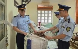 Khoảng trống pháp lý xung quanh vụ mua bán xác ve sầu