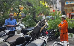 Cây xanh cỡ lớn trên phố Hà Nội bất ngờ gãy cành, đè loạt xe máy